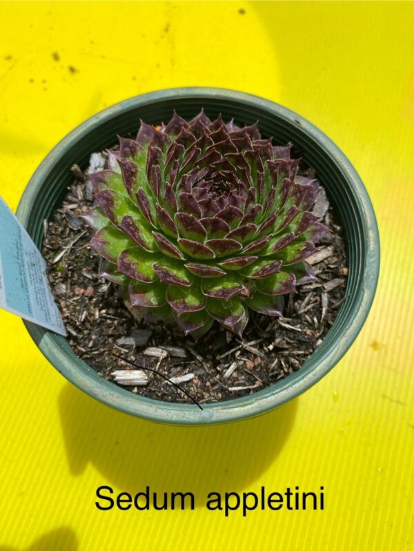 SEMPERVIVUM APPLETINI
