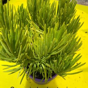 SENECIO BARBERTONICUS