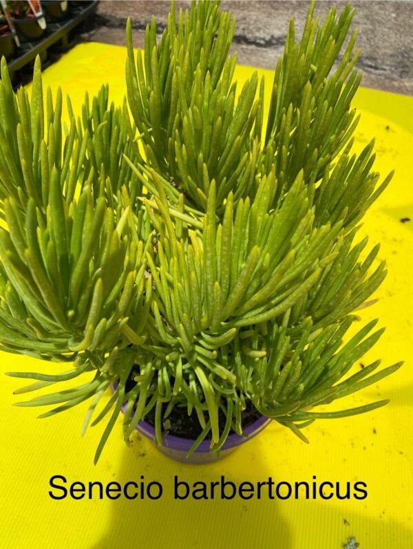 SENECIO BARBERTONICUS