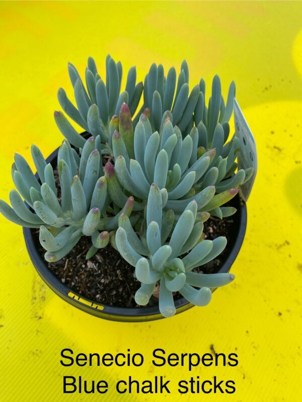 SENECIO SERPENS