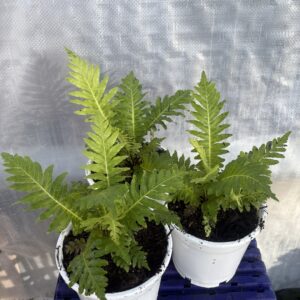 BLECHNUM SILVER LADY