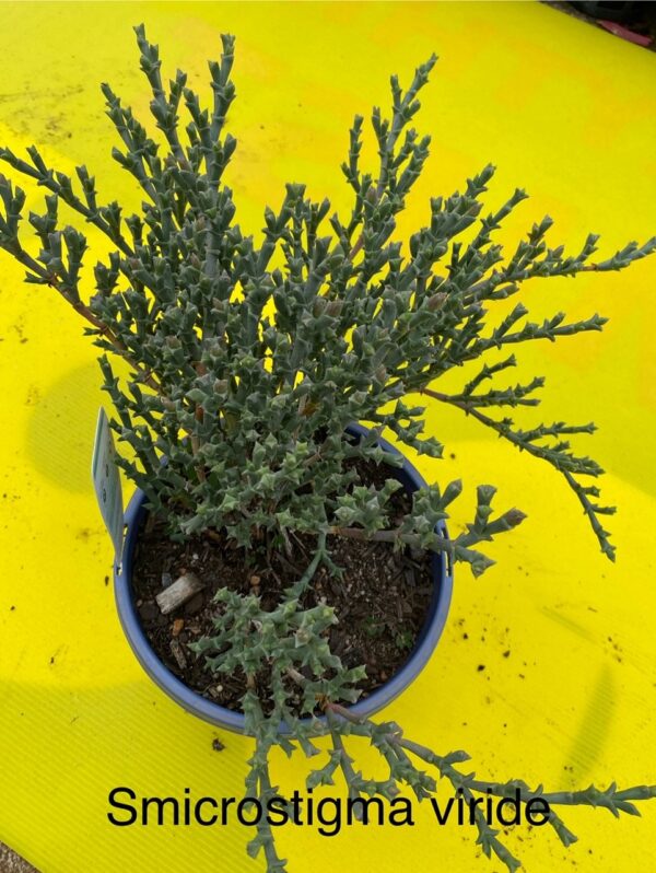 SMICROSTIGMA VIRIED