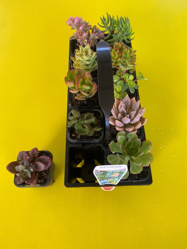 SUCCULENT ASSORTED tray of 10