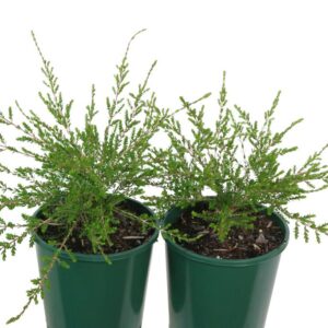 THRYPTOMENE SAXICOLA F. C. PAYNE