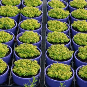 THYMUS ARCHERS GOLD
