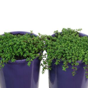 THYMUS CANDY BUTTONS