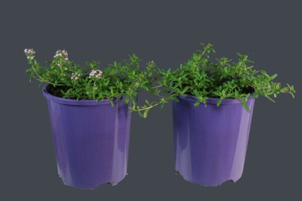 THYMUS PINK BUTTONS