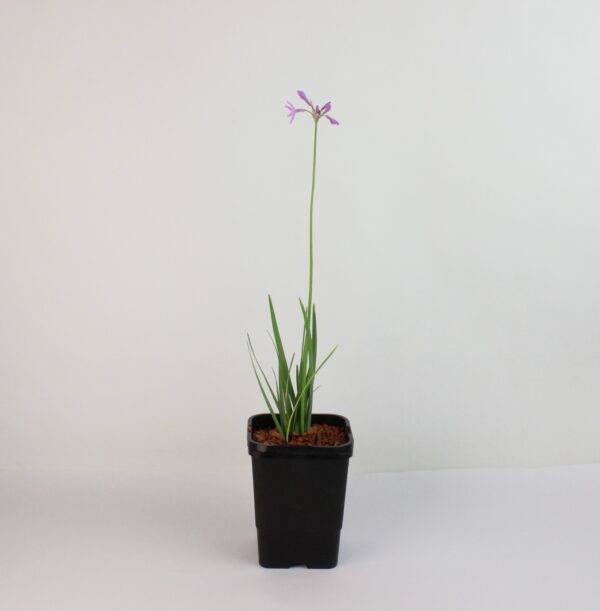 TULBAGHIA VIOLACEA