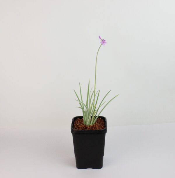 TULBAGHIA VIOLACEA 'VARIEGATA'
