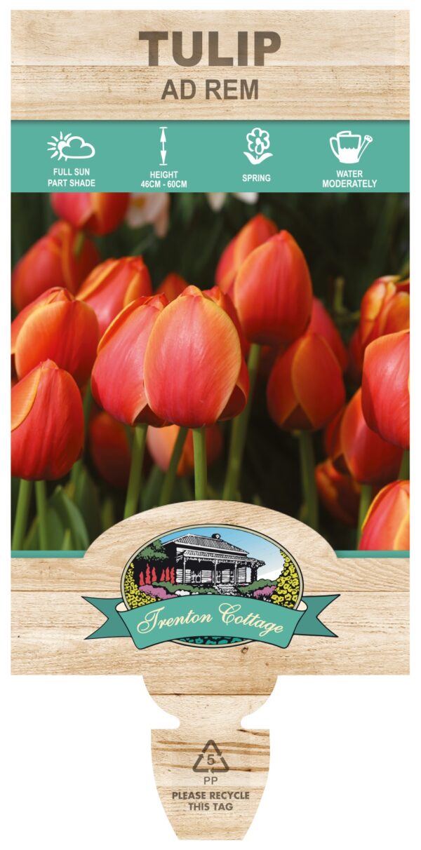 TULIP AD REM Triple planted