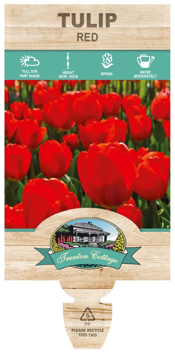TULIP RED Triple planted