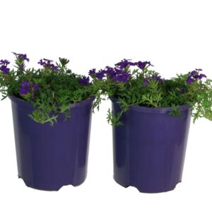 VERBENA TAPIEN PURPLE PASSION