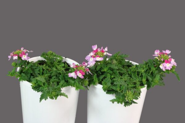 Verbena Vanessa Bicolour Purple