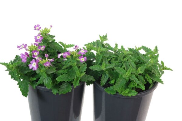 Verbena Vanessa Compact Optik Lavender