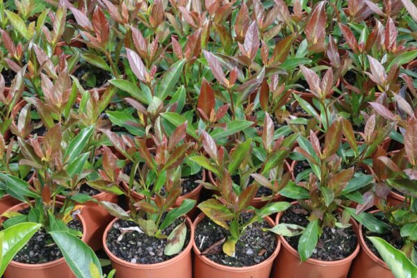VIBURNUM ODORATISSIMUM COPPERTOP