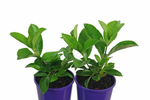 VIBURNUM ODOR. QUICK FENCE TM V0Q1