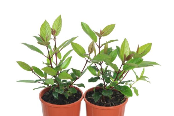 VIBURNUM TINUS ANVI