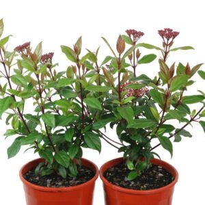 VIBURNUM TINUS ANVI