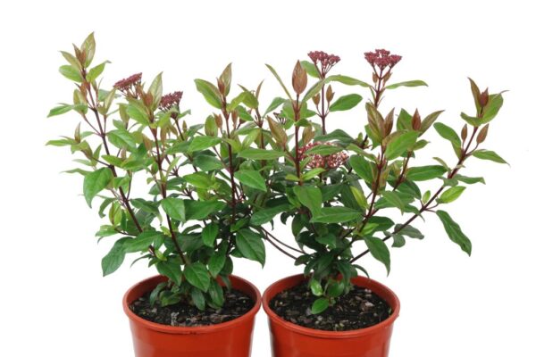 VIBURNUM TINUS ANVI