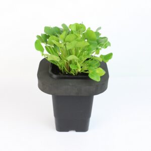 VILLARSIA RENIFORMIS - mini floater