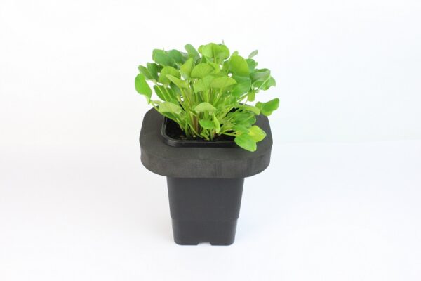 VILLARSIA RENIFORMIS - mini floater