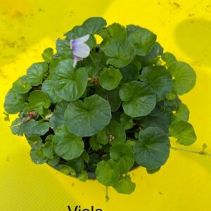 VIOLA HEDERACEA