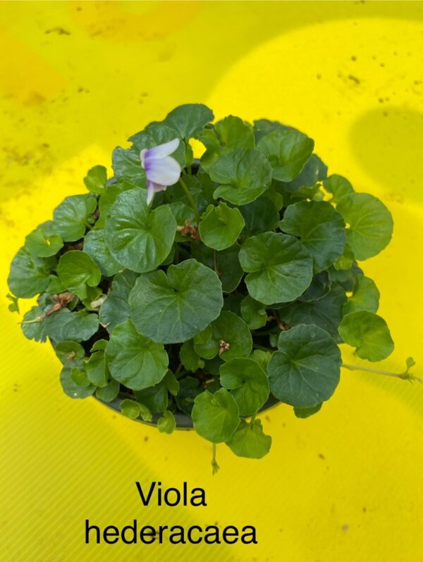VIOLA HEDERACEA