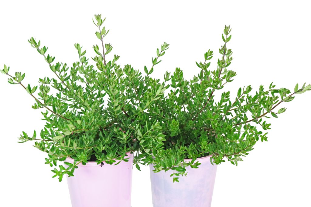 WESTRINGIA NARINGA WES01 - The Plant Supply Co.