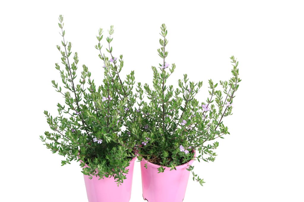 WESTRINGIA NARINGA WES01 - The Plant Supply Co.