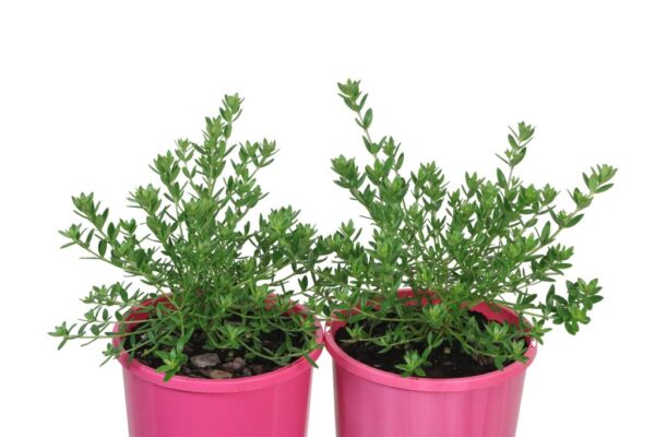 WESTRINGIA SMOKE SCREEN MAUVE