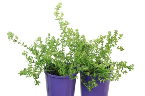 WESTRINGIA SMOKE SCREEN PURPLE