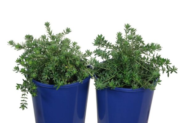 WESTRINGIA ZENA