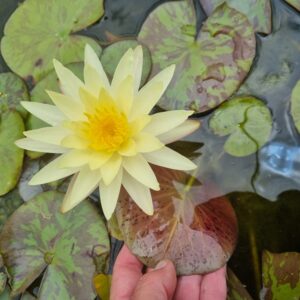 NYMPHAEA YELLOW